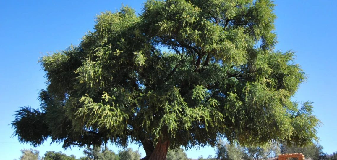 Du Maroc au Japon : les arbres emblématiques qui façonnent les cultures - arbres