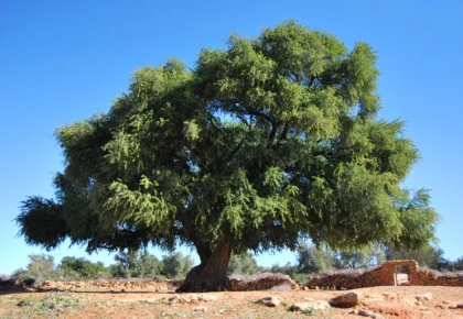 Du Maroc au Japon : les arbres emblématiques qui façonnent les cultures - arbres